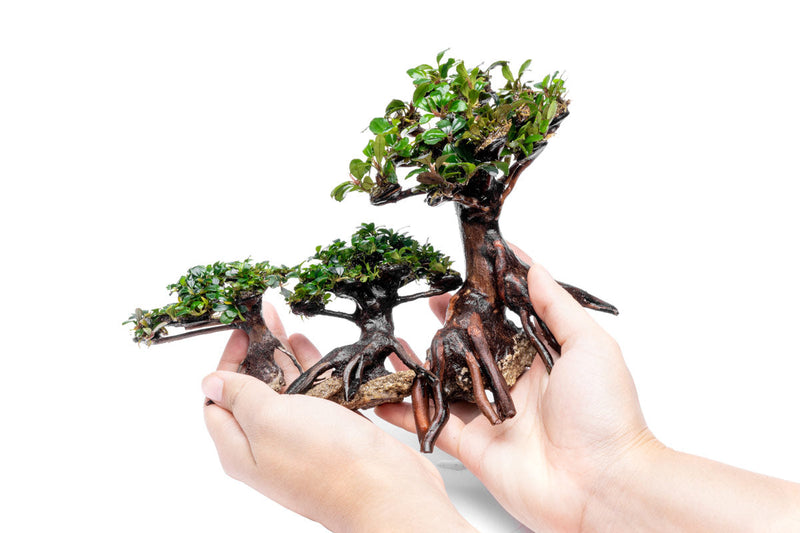 Bucephalandra plant growing on a bonsai tree, showcasing lush green leaves on a decorative miniature tree.