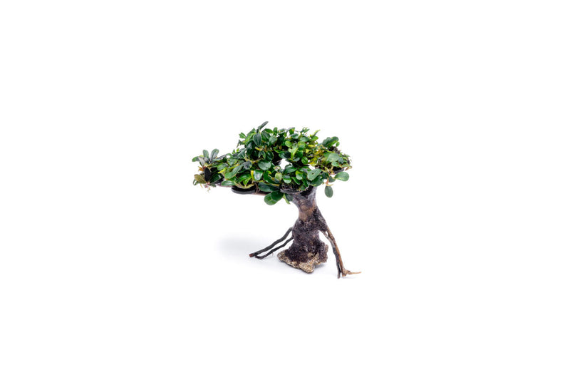 Bucephalandra plant growing on a small bonsai tree, showcasing lush green leaves and a decorative natural display.