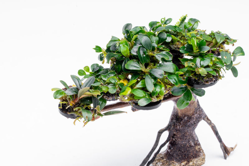 Bucephalandra plant growing on a miniature bonsai tree, showcasing lush green leaves and intricate root detail.