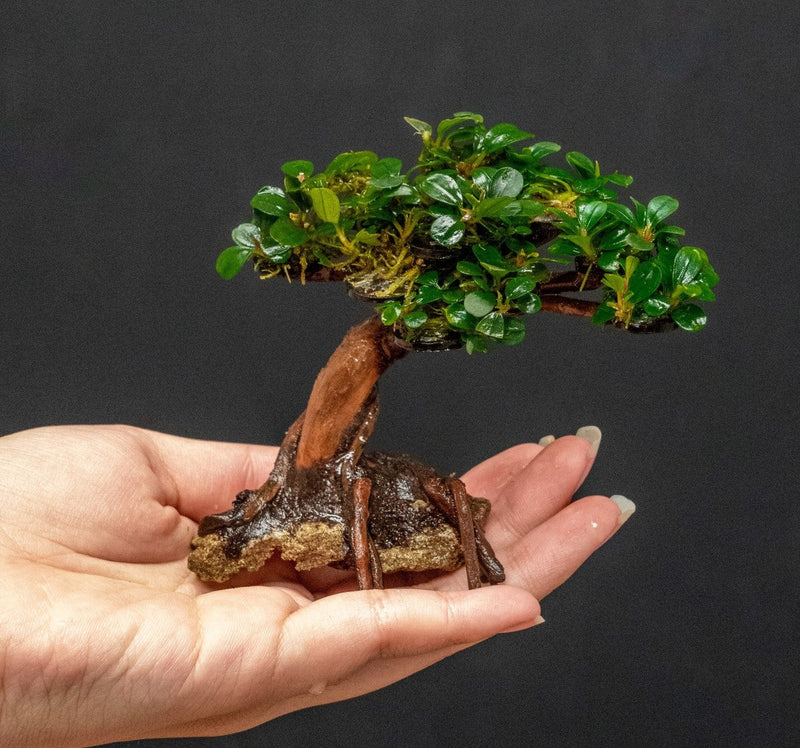 Bucephalandra plant growing on a small bonsai tree, showcasing lush green leaves and intricate root detail.