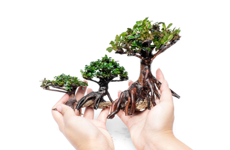 Bucephalandra plant growing on a miniature bonsai tree, showcasing lush green foliage and detailed plant textures.
