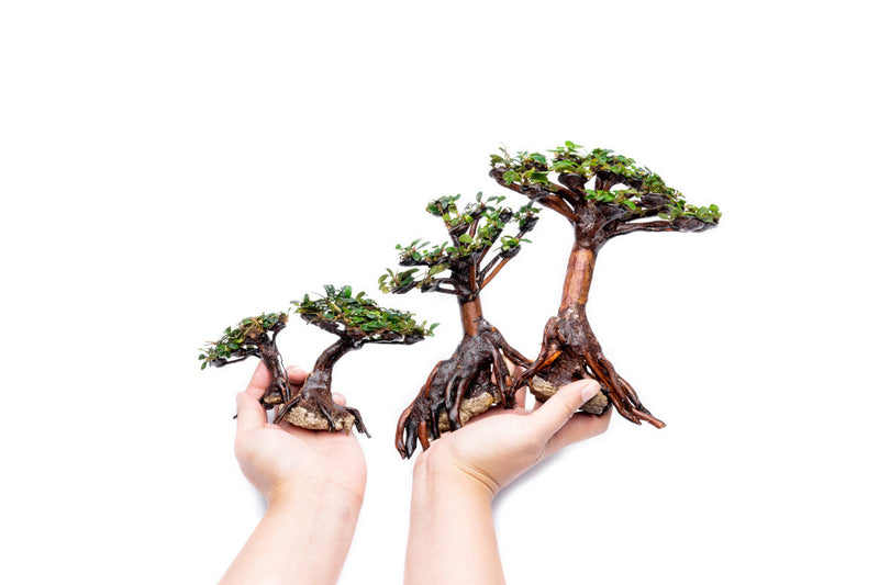 Bucephalandra plant growing on a bonsai tree, showcasing lush green foliage and detailed textures.