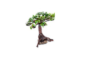 Bucephalandra plant growing on a bonsai tree, showcasing lush green foliage and intricate root details, by BUCE.