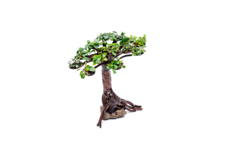 Bucephalandra plant growing on a bonsai tree, showcasing lush green foliage and intricate root details, by BUCE.