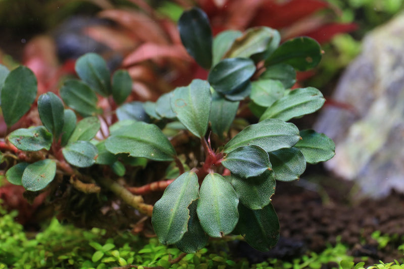 Bucephalandra Peacock Bucephalandra - Buce Plant