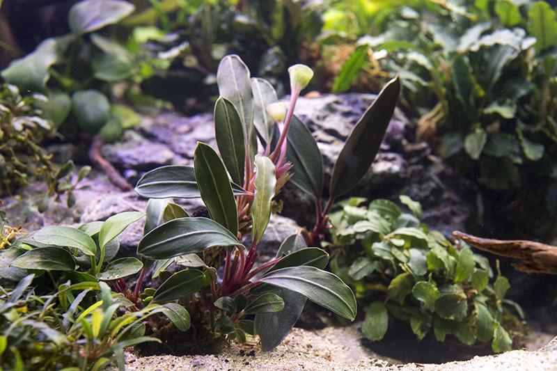 Bucephalandra Pink Lady Bucephalandra - Buce Plant