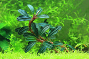 Bucephalandra Black Mist Bucephalandra - Buce Plant