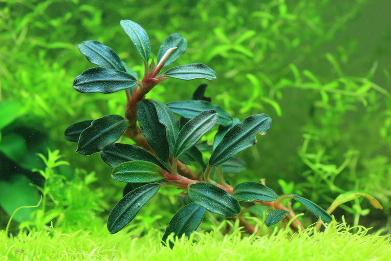 Bucephalandra Black Mist Bucephalandra - Buce Plant