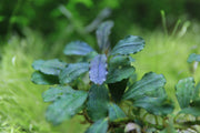 Bucephalandra Brownie Brown Bucephalandra - Buce Plant