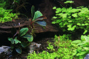 Bucephalandra Brownie Hermes Bucephalandra - Buce Plant