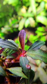 Bucephalandra Brownie Phoenix Bucephalandra - Buce Plant