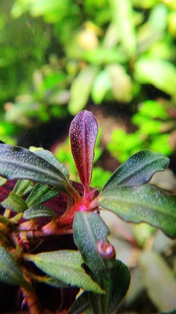 Bucephalandra Brownie Phoenix Bucephalandra - Buce Plant