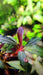 Brownie Phoenix - Buce Plant