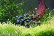 Bucephalandra Lamandau Purple UNS Tissue Culture Aquatic Plant - Buce Plant