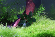 Bucephalandra Little Dagger Bucephalandra - Buce Plant