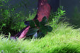 Bucephalandra Little Dagger attached to driftwood in a high-end planted tank