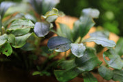 Bucephalandra Purple Adonis Bucephalandra - Buce Plant