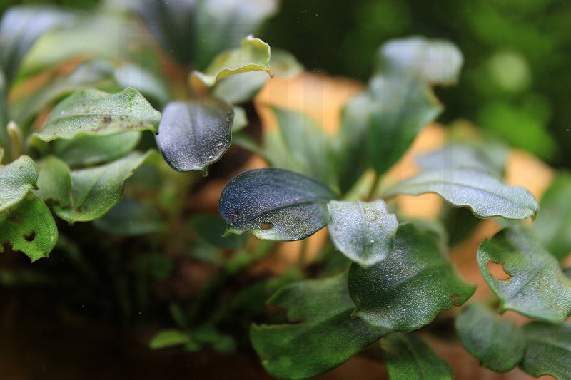 Bucephalandra Purple Adonis Bucephalandra - Buce Plant