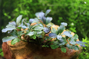 Bucephalandra Purple Adonis Bucephalandra - Buce Plant