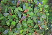 Bucephalandra Purple Adonis Bucephalandra - Buce Plant