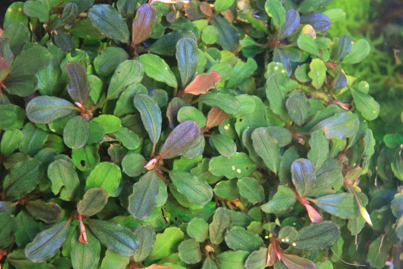 Bucephalandra Purple Adonis Bucephalandra - Buce Plant