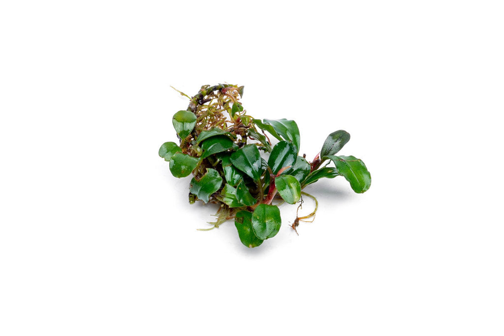 Bucephalandra Aquarium Plants — Buce Plant