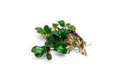 Bucephalandra Purple Adonis Bucephalandra - Buce Plant