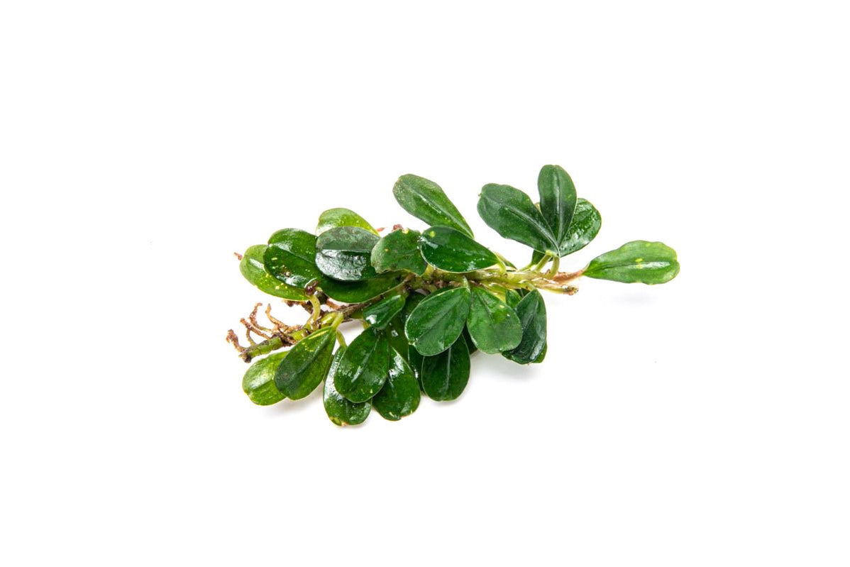 Bucephalandra Aquarium Plants — Buce Plant