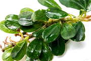 Bucephalandra Purple Blue Bucephalandra - Buce Plant