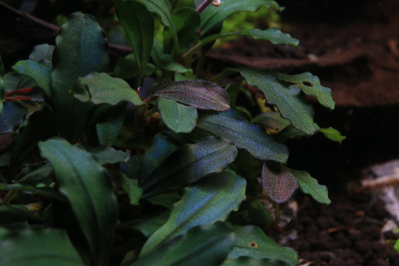 Bucephalandra Rainbow Frost Bucephalandra - Buce Plant