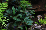 Bucephalandra Rainbow Frost Bucephalandra - Buce Plant