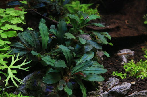 Bucephalandra Rainbow Frost Bucephalandra - Buce Plant