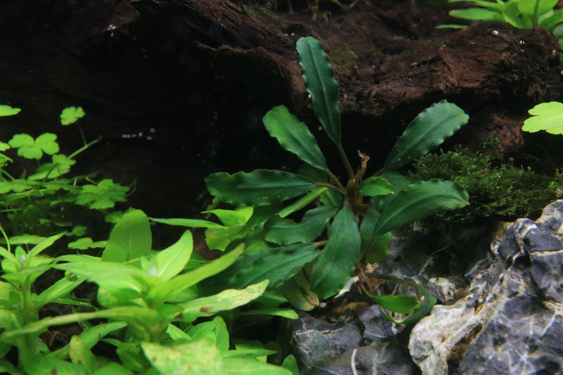 Bucephalandra Rainbow Frost Bucephalandra - Buce Plant