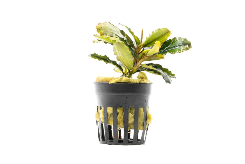 Bucephalandra Rainbow Marble Pot (Farmed) Aquatic Plant - Buce Plant