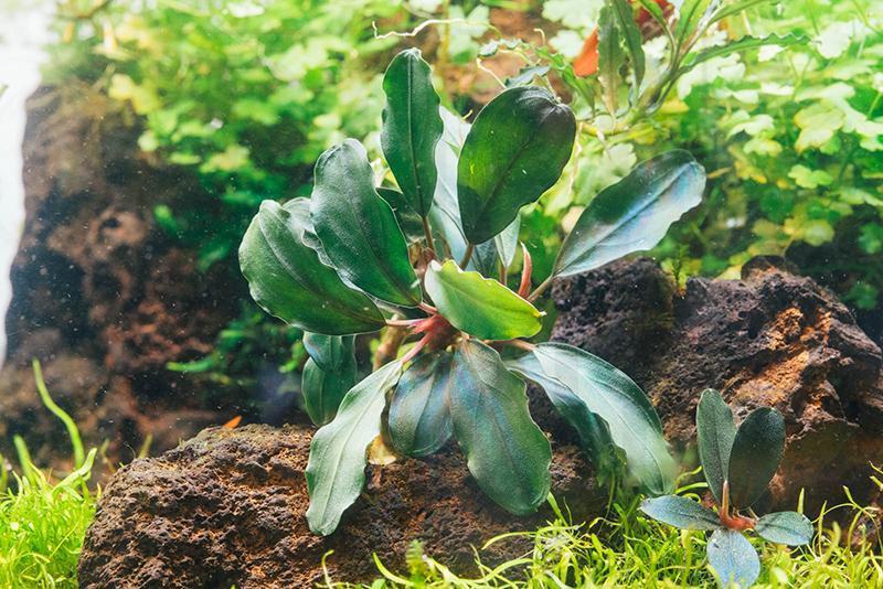 Bucephalandra Rainbow Marble Pot (Farmed) Aquatic Plant - Buce Plant