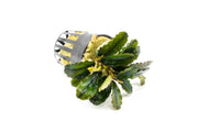Bucephalandra Rainbow Marble Pot (Farmed) Aquatic Plant - Buce Plant
