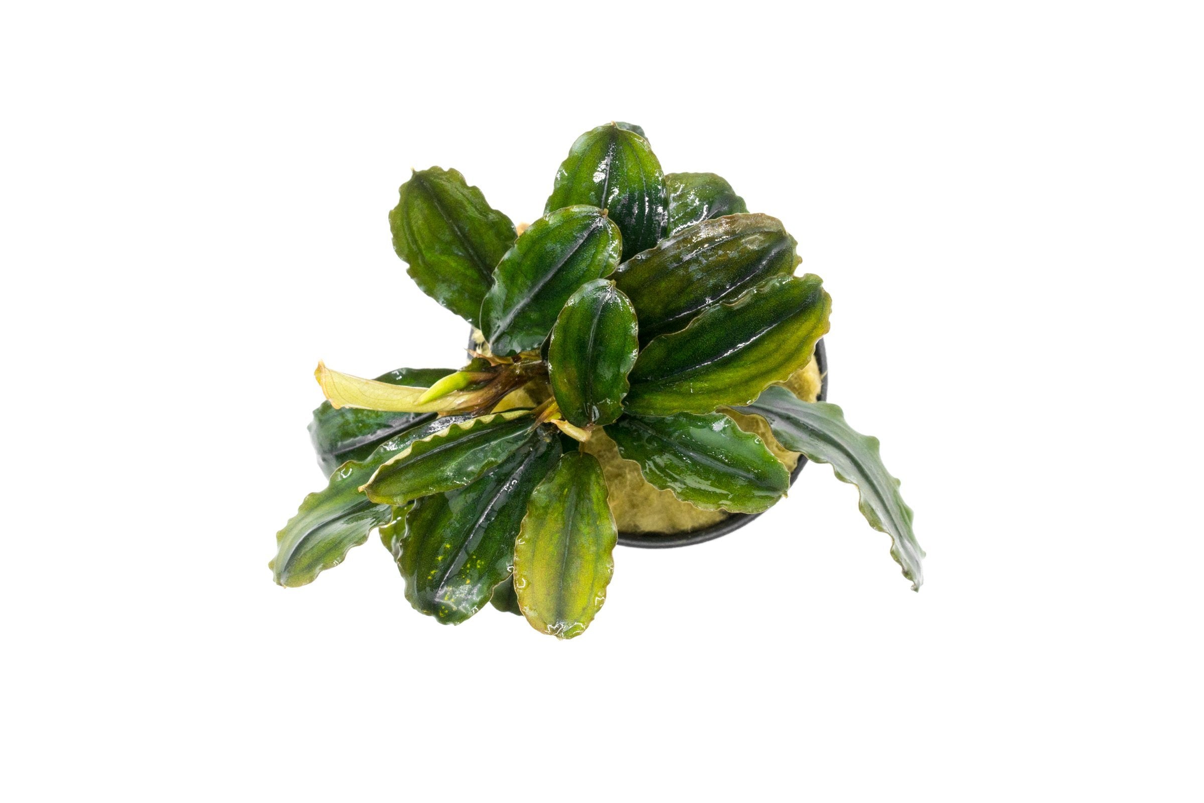 Bucephalandra sp. Rainbow Blue Marble美株 Bucephalandra Rainbow Marble - Aquascaping Plant — Buce Plant