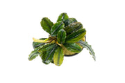 Bucephalandra Rainbow Marble Pot (Farmed) Aquatic Plant - Buce Plant