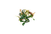 Bucephalandra Red Blade Bucephalandra - Buce Plant