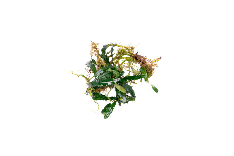 Bucephalandra Red Blade Bucephalandra - Buce Plant