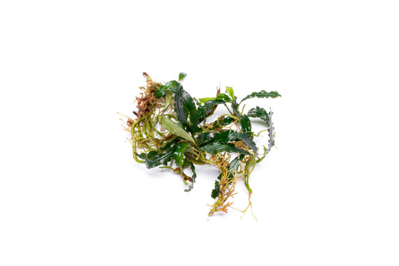 Bucephalandra Red Blade Bucephalandra - Buce Plant
