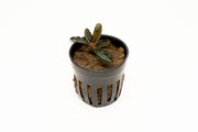 Bucephalandra Red Mini (Farmed) Aquatic Plant - Buce Plant