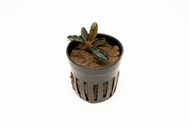 Bucephalandra Red Mini (Farmed) Aquatic Plant - Buce Plant