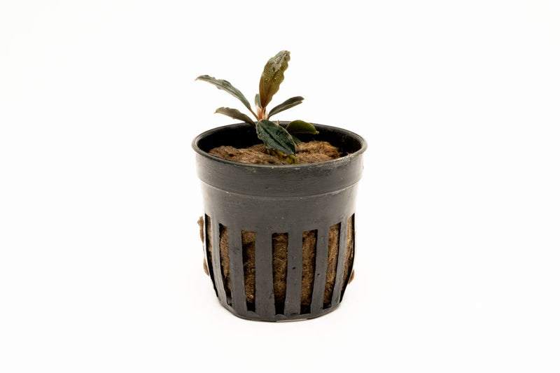 Bucephalandra Red Mini (Farmed) Aquatic Plant - Buce Plant
