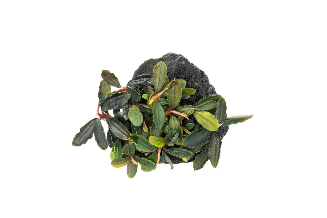 Top view of a Bucephalandra Red Mini attached to a Lava Stone on a white background.