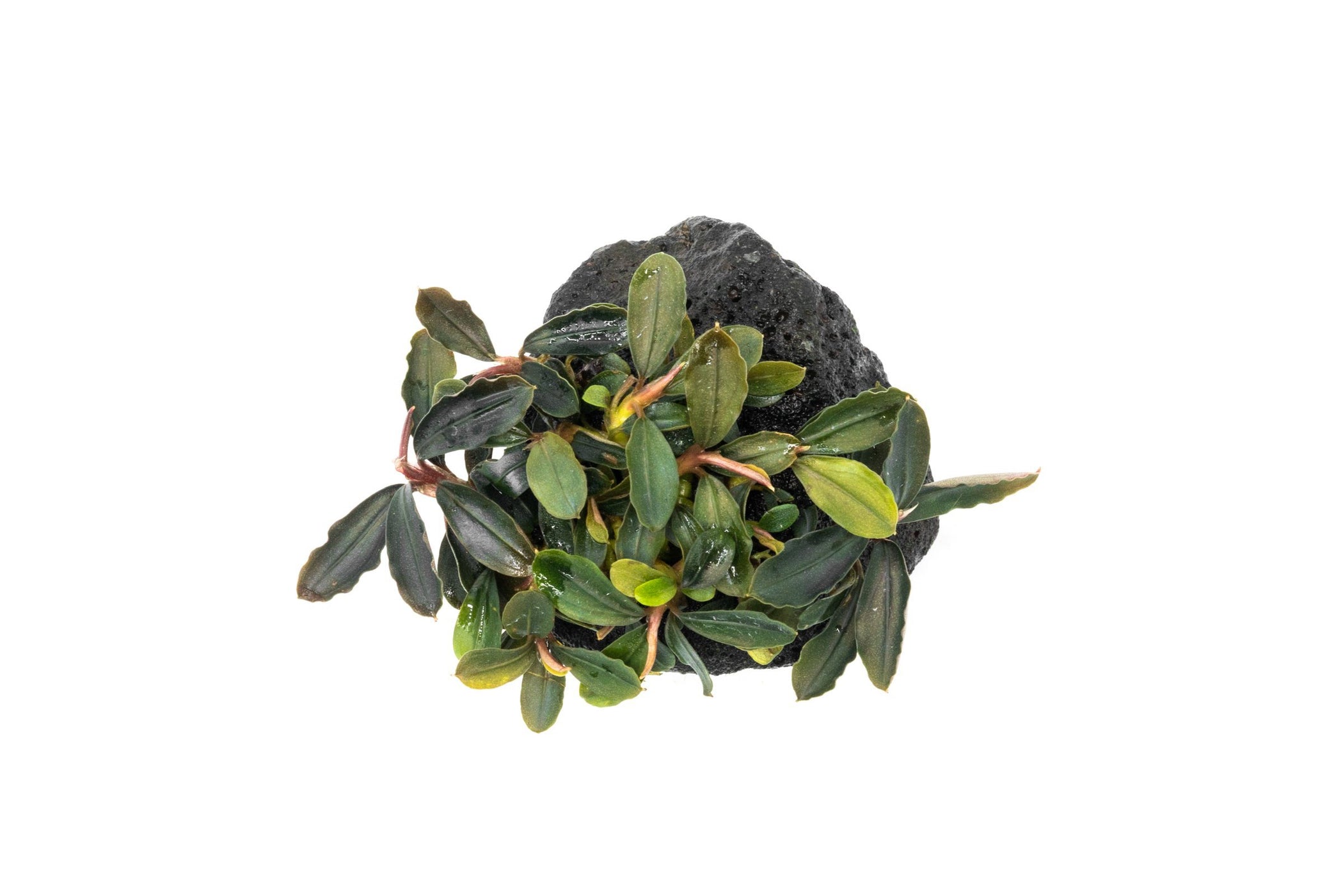 Bucephalandra Red Mini - Aquascaping Plant