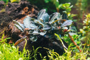 Bucephalandra Red Mini (Farmed) Aquatic Plant - Buce Plant