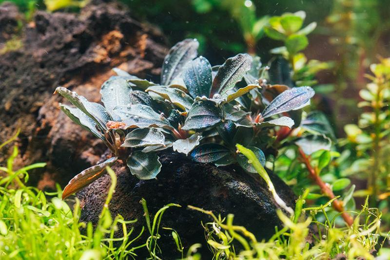 Bucephalandra Red Mini (Farmed) Aquatic Plant - Buce Plant
