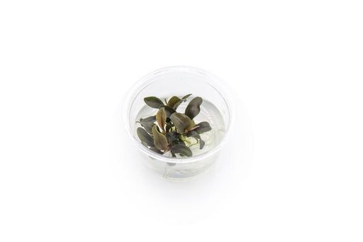 Bucephalandra Red Mini UNS Tissue Culture - BucePlant.com