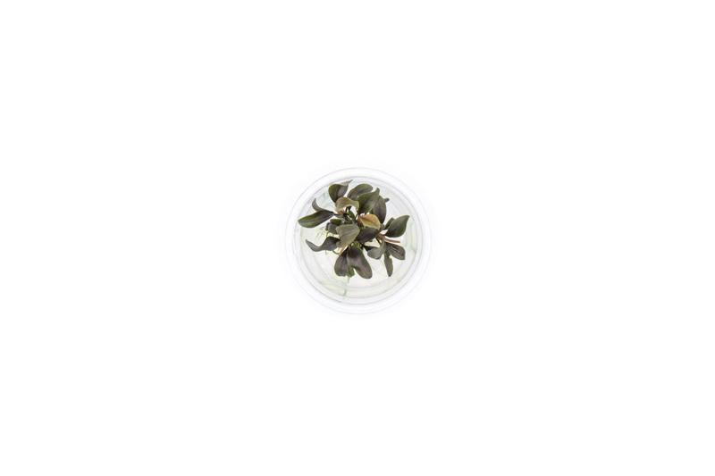 Bucephalandra Red Mini UNS Tissue Culture Aquatic Plant - Buce Plant